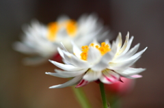 白い花Ⅱつ