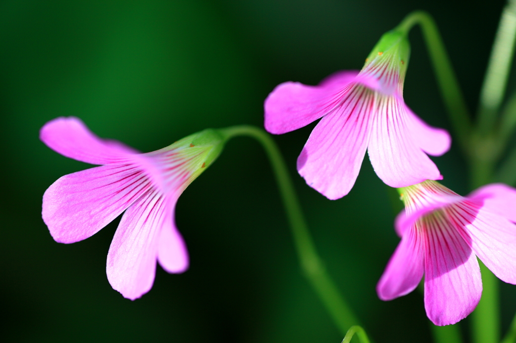 赤紫の花