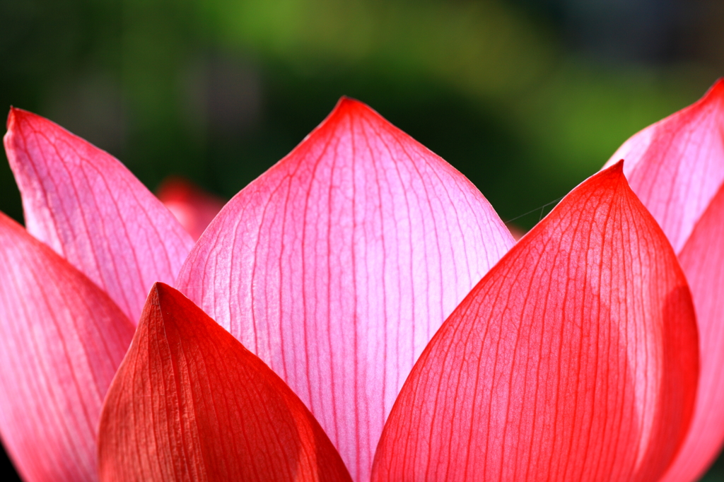 蓮の花