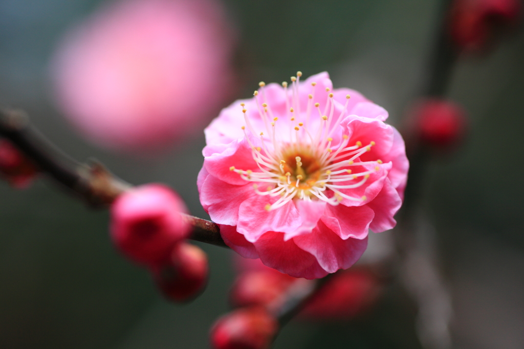 紅梅