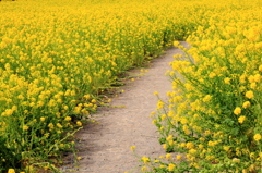菜の花の小道