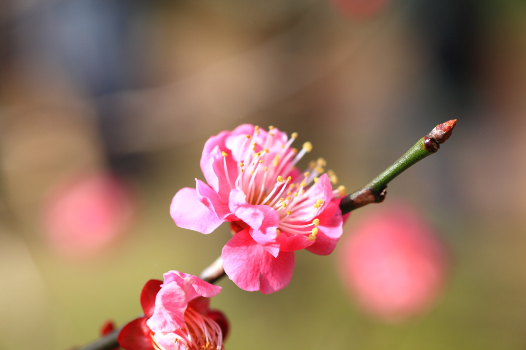 紅梅