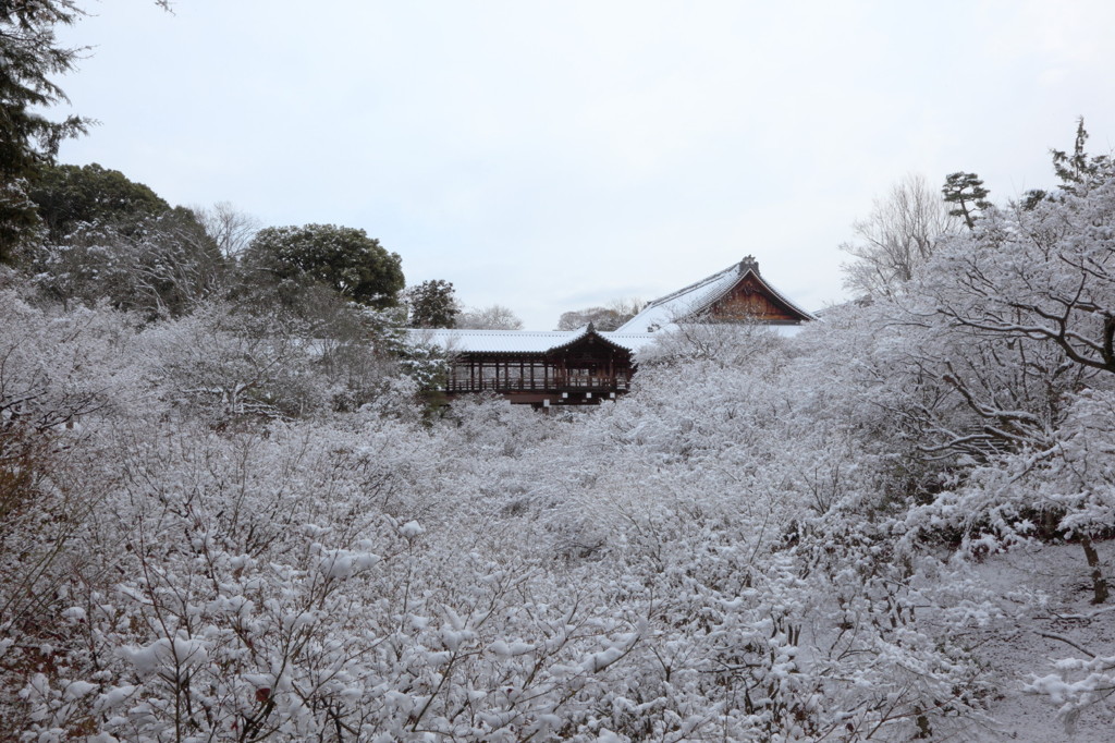 京都は新年早々雪景色
