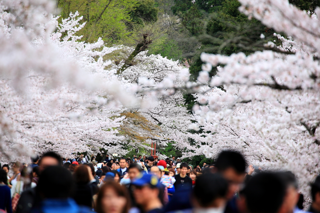 桜トンネル