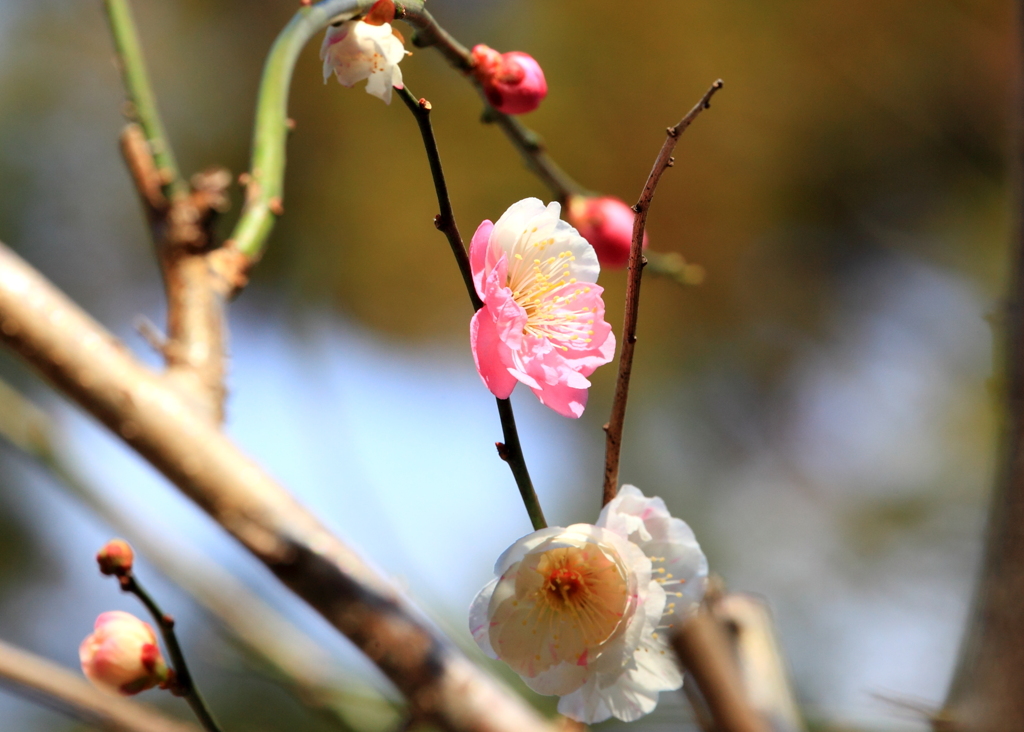 一つの花で紅白梅