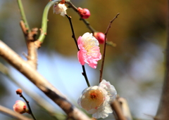 一つの花で紅白梅