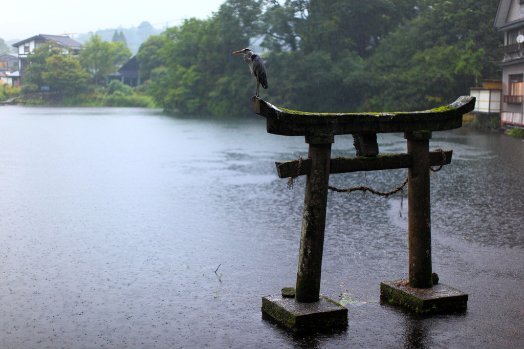 雨にうたれるサギさん