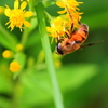 ミヤマアキノキリンソウ