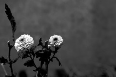 ウソはつかない。ホントのことも、言わない。