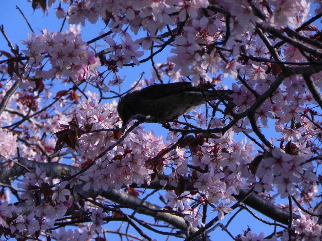 桜の中で