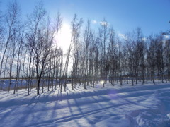 冬の木たち