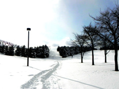 冬の散歩道
