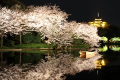 鏡夜桜