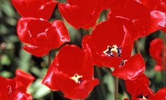 2012となみチューリップフェアＨ24.4.28　04