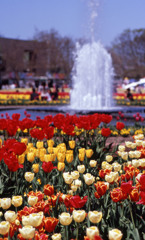 2012となみチューリップフェアＨ24.4.28　09