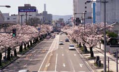 福井市さくら通り４月中旬01