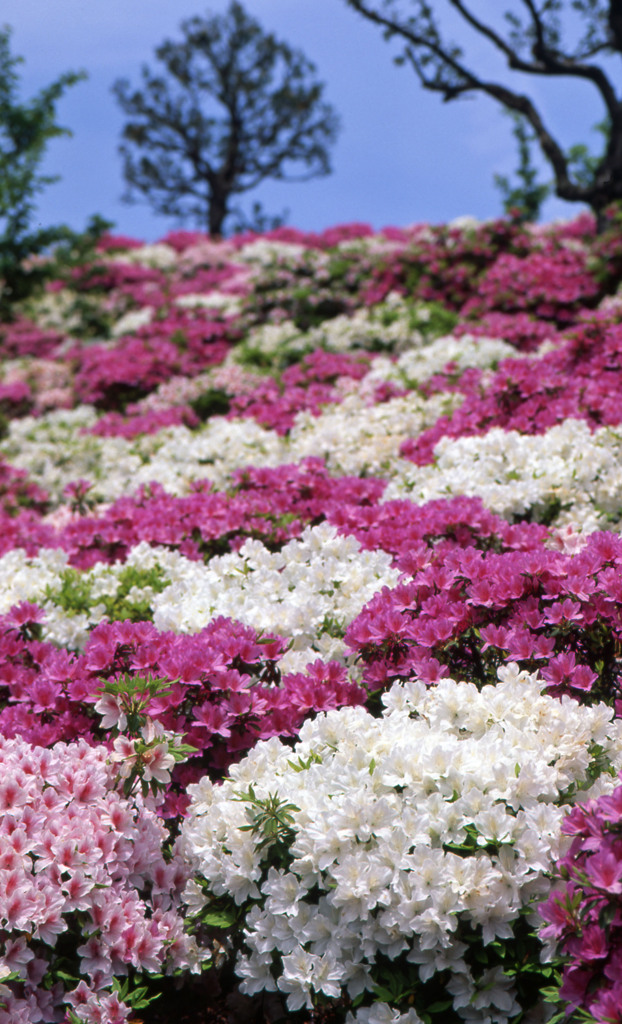 鯖江市西山公園Ｈ24.5.13　10