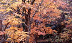 福井市八幡山Ｈ24.11　04