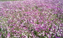 あわら市伊井　コスモス畑05