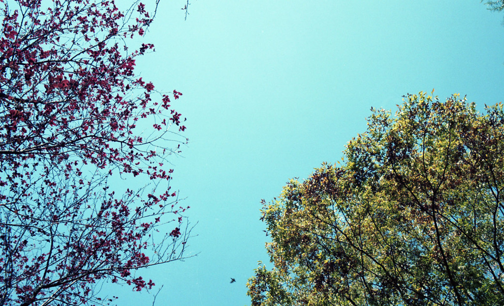 福井市中央公園　10月下旬05