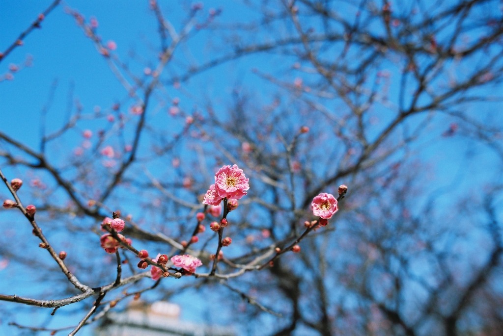 福井市中央公園　梅02