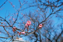 福井市中央公園　梅02