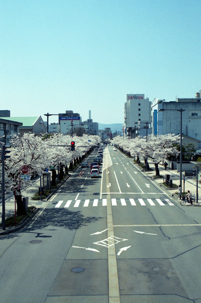 福井市　さくら通り01