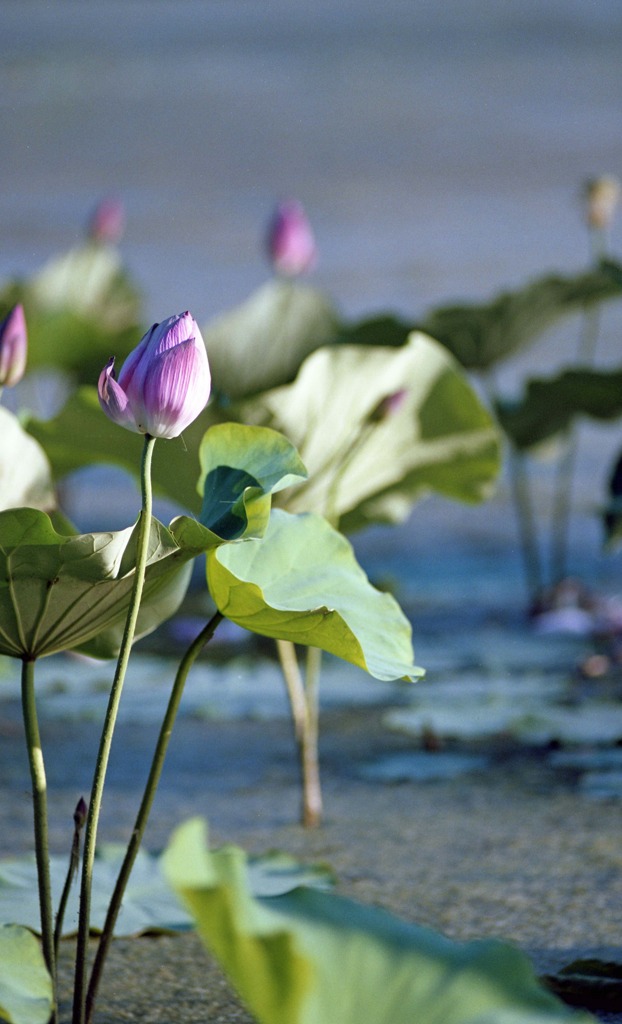 南越前町　花はす公園Ｈ23.7.17　02