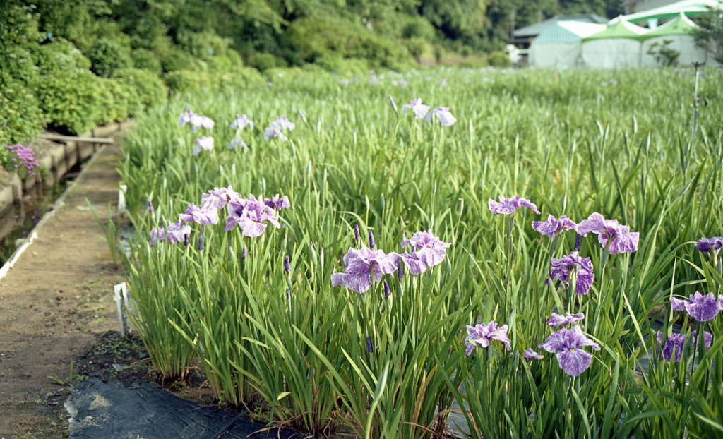 北潟湖　花菖蒲園Ｈ23.6.11　01