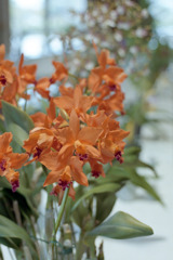 福井県総合グリーンセンター　洋らん展03