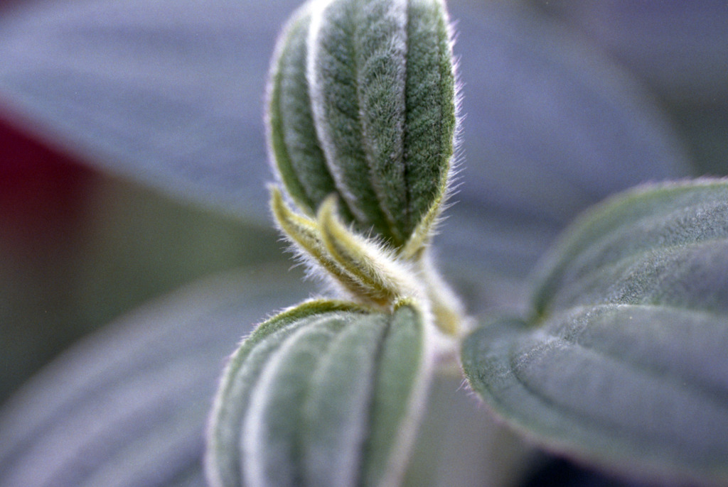 福井県総合グリーンセンター04