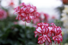 福井県総合グリーンセンターH23.4.2　07