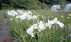 北潟湖　花菖蒲園Ｈ23.6.11　02