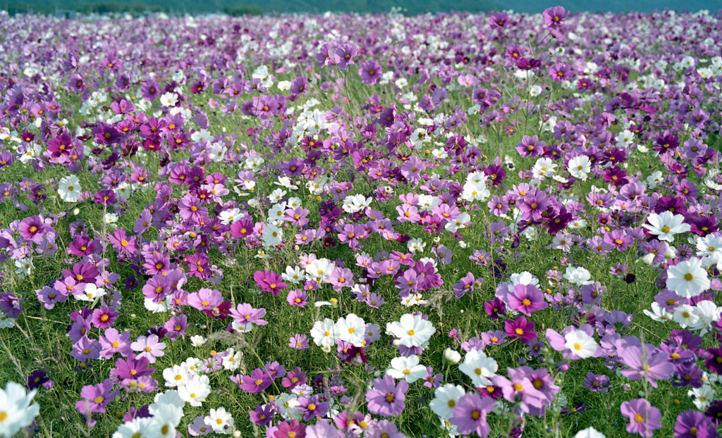 あわら市伊井　コスモス畑03