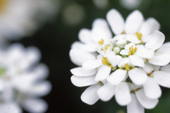 福井県総合グリーンセンターH23.4.2　09