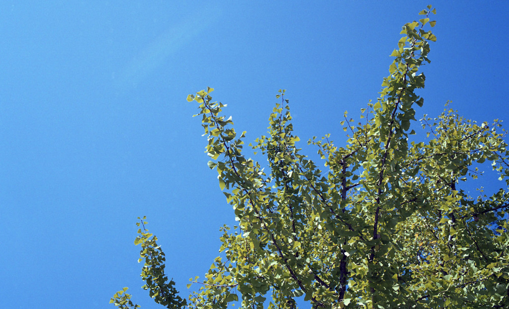 福井市中央公園　10月下旬01