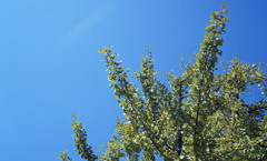 福井市中央公園　10月下旬01