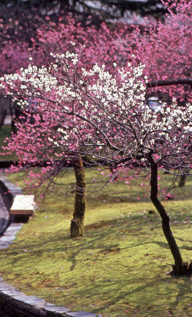 福井市中央公園Ｈ25.3　17