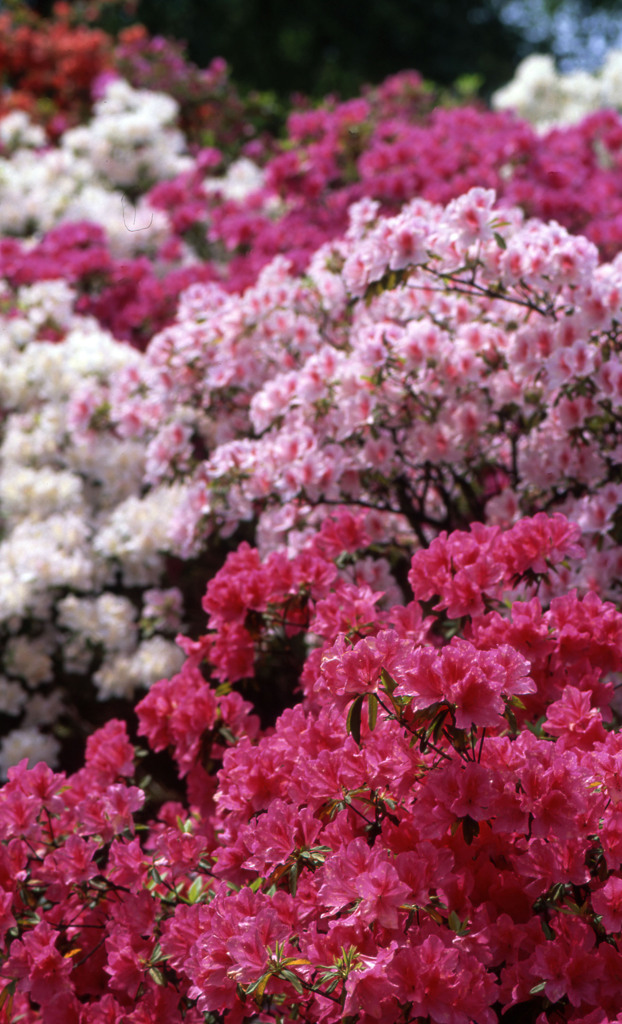 鯖江市西山公園Ｈ24.5.13　03