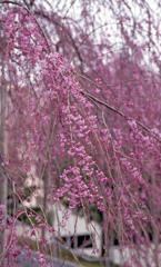 佐佳枝廼社４月中旬02