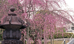 佐佳枝廼社４月中旬01