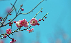 福井市中央公園４月上旬11