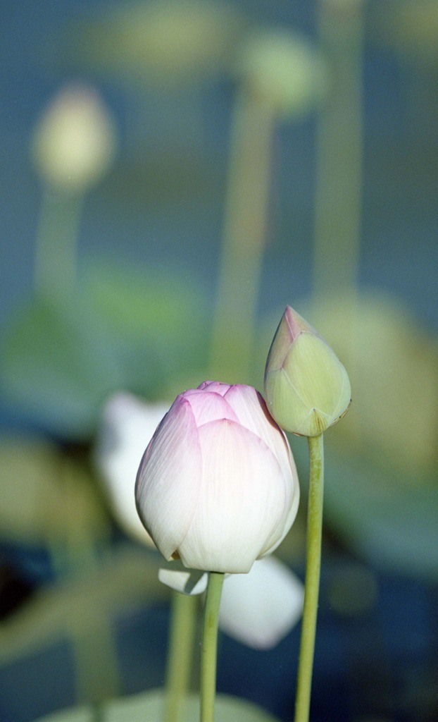 南越前町　花はす公園Ｈ23.7.17　01