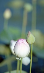 南越前町　花はす公園Ｈ23.7.17　01