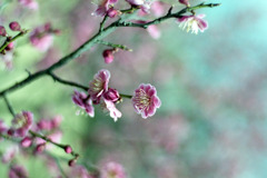 福井市中央公園　梅　３月中旬04