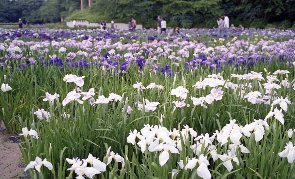 北潟湖畔花菖蒲園　6月中旬頃01