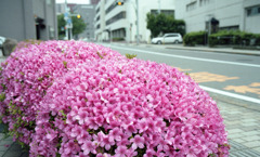 福井市役所前ツツジ