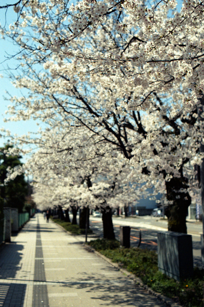 福井市　さくら通り02