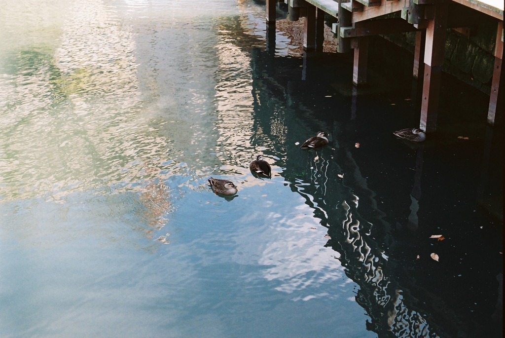 福井市中央公園05