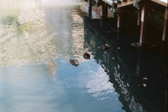 福井市中央公園05